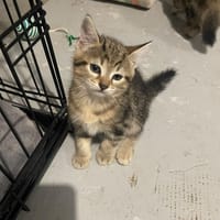 BOOBA, chat à adopter
