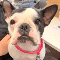 Poppy, female dog to adopt