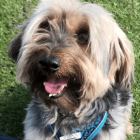 Hector, dog to adopt