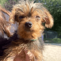 Buddy, Poppy & Daisy, female dog to adopt