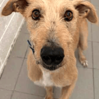 Geoffrey, dog to adopt