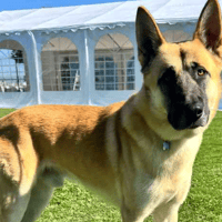 Hondo, dog to adopt