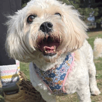 Minnie, female dog to adopt