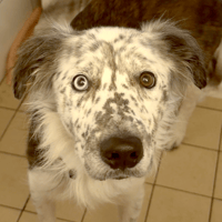 Milo, dog to adopt