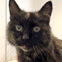Rose, female cat to adopt