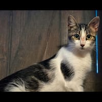 JAVA, chatte à adopter