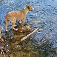 Balto le joyeux créole, chien à adopter