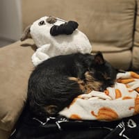 Mogwaï, Mâle, X Yorkshire Terrier, né le 10/10/2023 🐶, chien à adopter
