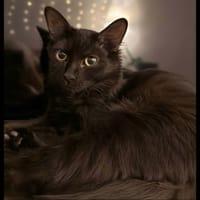 TIANA, chatte à adopter