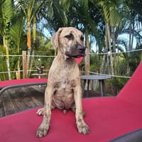 Fenzo, Mâle, X Berger, né le 24/04/2026 🐶, chien à adopter