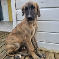 Amaël, Mâle, X Berger, né le 24/04/2026 🐶, chien à adopter