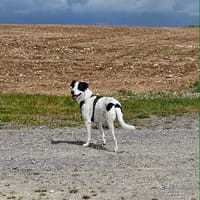 Vador l'adorable petit guerrier tripatte, chien à adopter