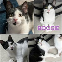 BOOGIE, chatte à adopter