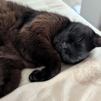 Baghee, chatte à adopter