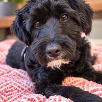 Bobita-kleine Welpin, 5 Monate alt, Hündin zur Adoption