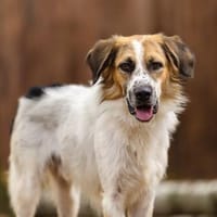 Smile wartet in der Tierherberge Donzdorf, Hund zur Adoption
