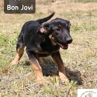 Jon Bon Jovi  sucht Menschen mit Lust auf ein ganzes ..., Hund zur Adoption