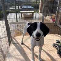 Bodhi, einfach nur freundlich, Hund zur Adoption