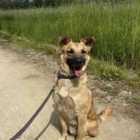 Carlos- besonderer Hund sucht Menschen, Hund zur Adoption