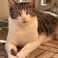 süßer Einzelprinz Saw in Niddatal (ALM), Kater zur Adoption