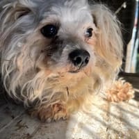 Jolly  kleiner Kerl auf der Such, Hund zur Adoption