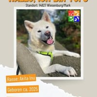 Tofu, Hund zur Adoption