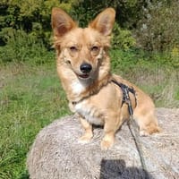 Fibi - kleiner Wirbelwind mit großem Kuschelherz sucht ihr Z, Hündin zur Adoption