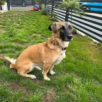 Lillie sucht ihr Für-immer-Zuhause, Hündin zur Adoption