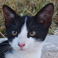 Die hübsche Freya sucht ihr Körbchen, Katze zur Adoption
