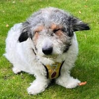 Kuschel Nina, Hündin zur Adoption