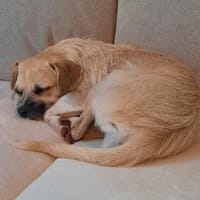 Kleiner Rüde Paul sucht Für-immer-Zuhause, Hund zur Adoption