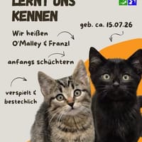 Franzl u. O`Malley, Kater zur Adoption