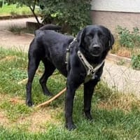 Sally Freundliche Sally sucht ihr aktives Zuhause, Hündin zur Adoption