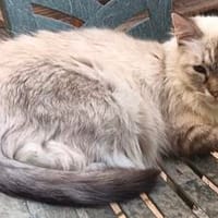 liebe Barringuitas, Katze zur Adoption