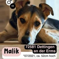 Treuer MALIK sucht neues Glück, Hund zur Adoption
