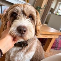 Alfred💕gutmütiger, freundlicher und ruhiger Rüde, Hund zur Adoption