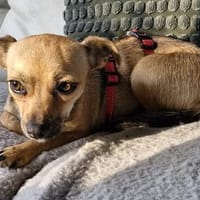 Luna💕sehr menschenbezogene Hündin, Hündin zur Adoption