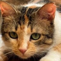 SUNNY, kuschlige, liebenswürdige Kätzin sucht, Katze zur Adoption