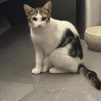 Süße Lumi sucht ein Zuhause, Katze zur Adoption
