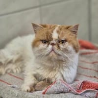 Hedi, Katze zur Adoption
