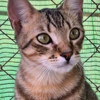 Junge Katzenbrüder Utah und Unay, Kater zur Adoption