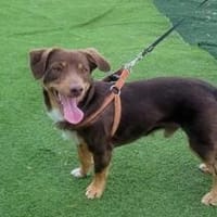 Ektoras - Kleiner Herzensbrecher sucht sein Zuhause, Hund zur Adoption