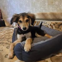 STITCH  ein kleiner, lieber Junge, der seine Familie such, Hund zur Adoption