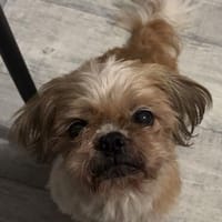 Trauriger Buma, Hund zur Adoption