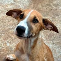 TWISTER  Mischlingswelpe, Hund zur Adoption