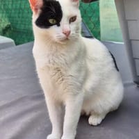 Lieber, junger Kater Pirata, Kater zur Adoption