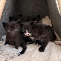 Vier kleine Kater suchen ab Mitte November ihr Zuhause, Kater zur Adoption