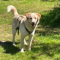 Pepe - werde ich meine Menschen finden?, Hund zur Adoption
