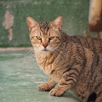 Unkomplizierter, lieber Kater John, Kater zur Adoption