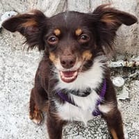 Celia1 sucht Familie für immer - neuer Text u. Fotos, Hündin zur Adoption